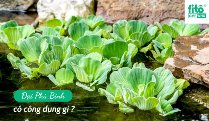 Bèo Tai Tượng
